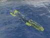 Yellow Submarine
