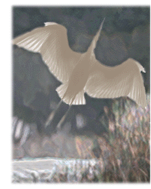 Migrating Bird